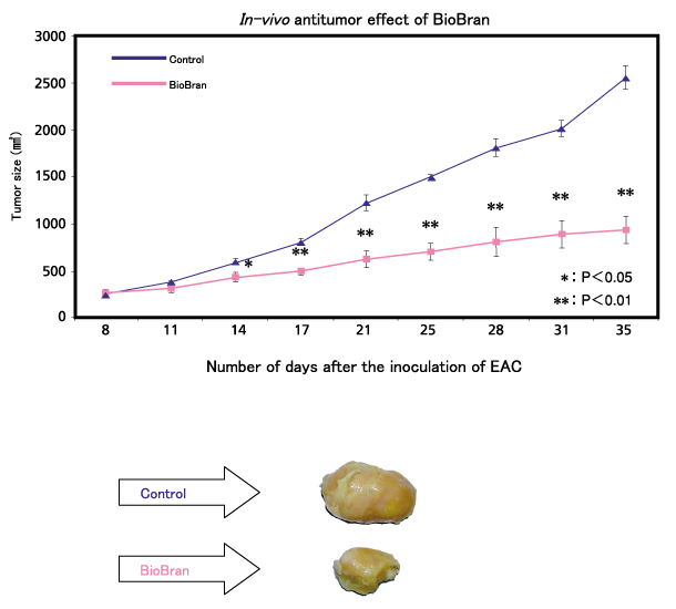 バイオブランのin vivoにおける抗腫瘍効果Anticancer effect of BioBran