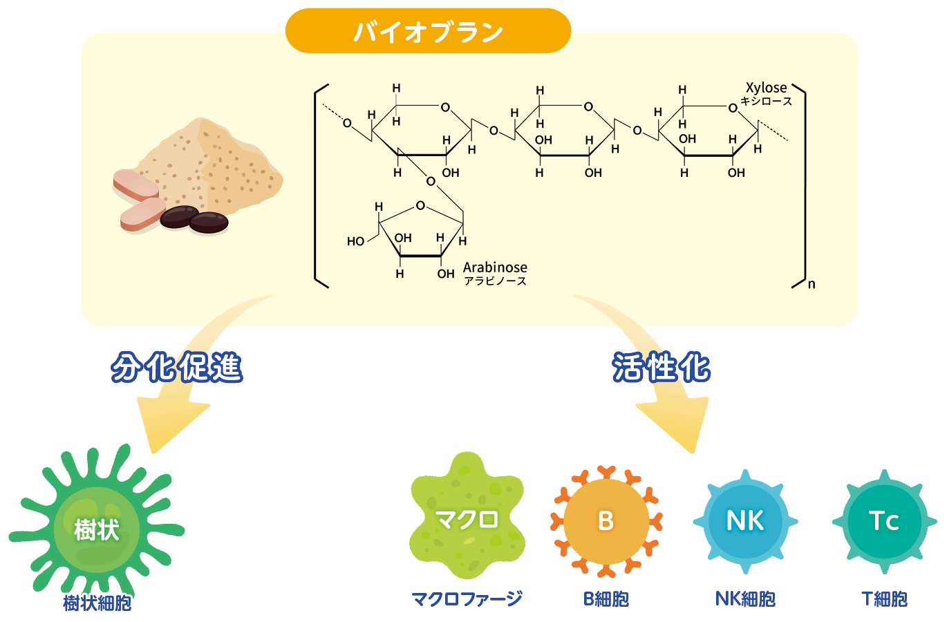 NK細胞を活性化するバイオブラン