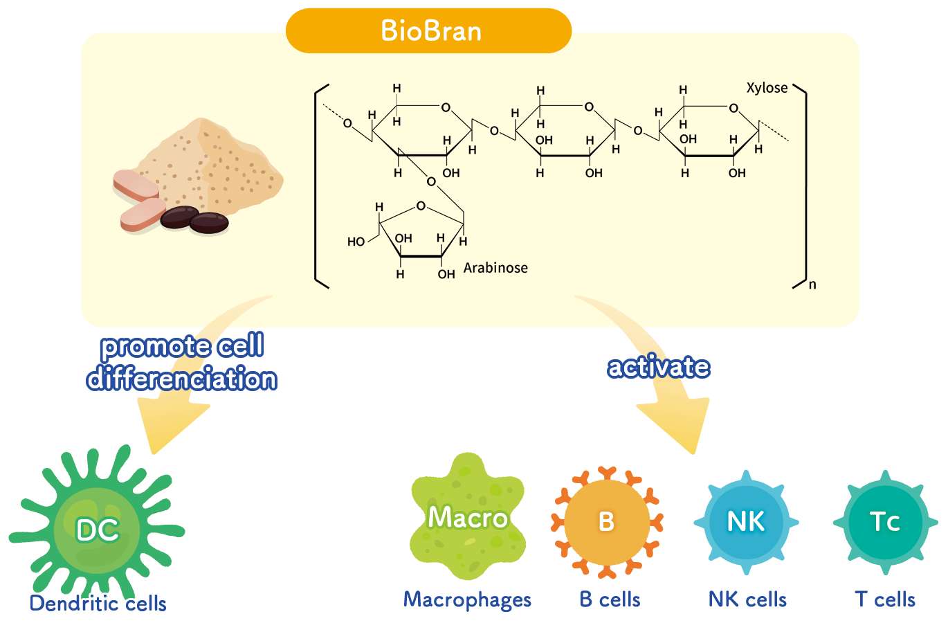 BioBran