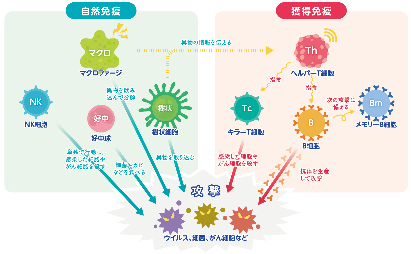 免疫のしくみ展開イメージ