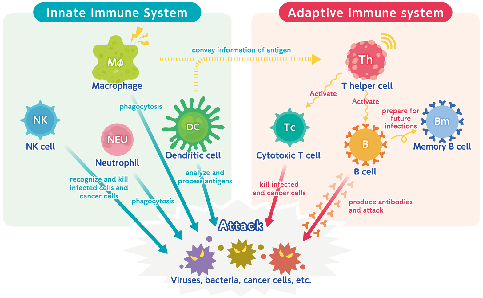 Mechanism of Ation