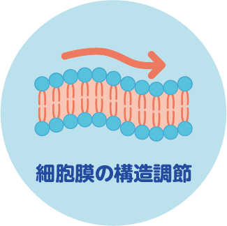 膜構造調節機能イメージ