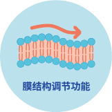 膜结构调节功能