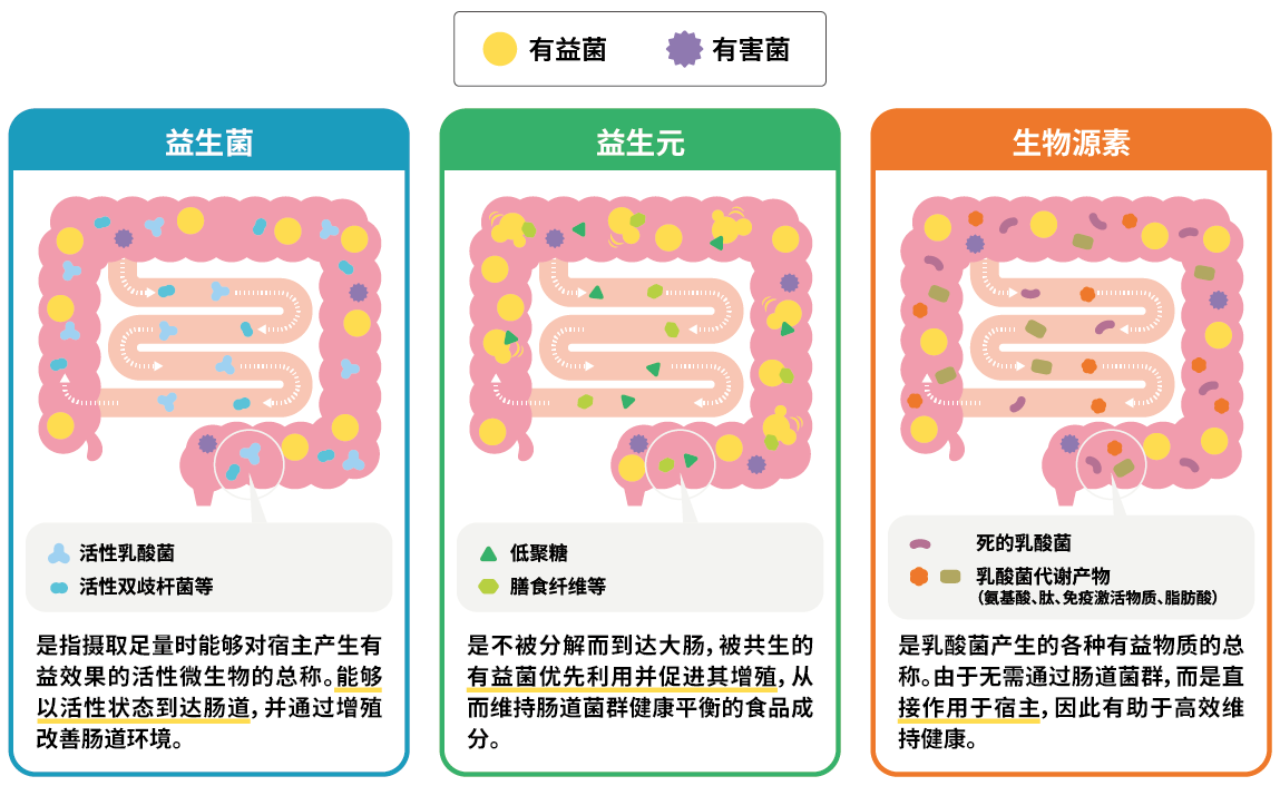 肠道菌群