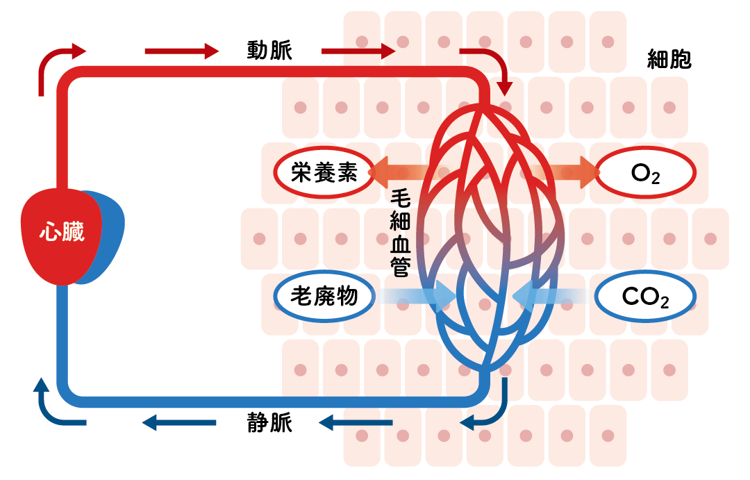 血液循環の働き