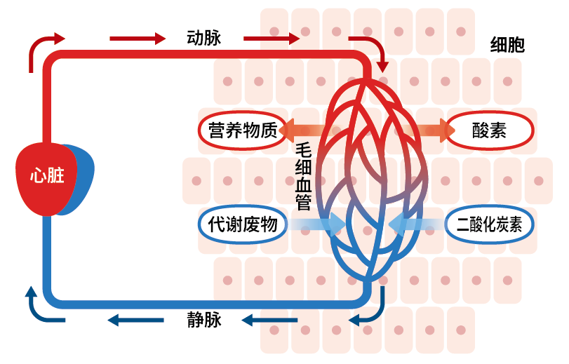 动脉/细胞/营养物质/代谢废物/毛细血管/静脉/氧气/二氧化碳