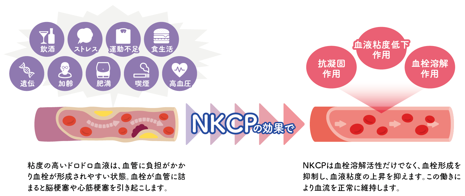 NKCPの血管に対する効果
