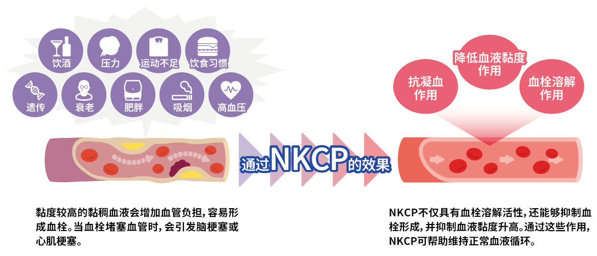 NKCP的作用机制