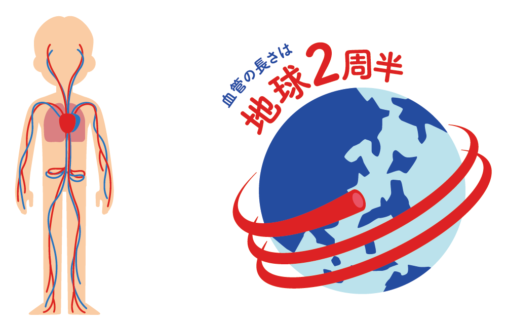 血液／血流について