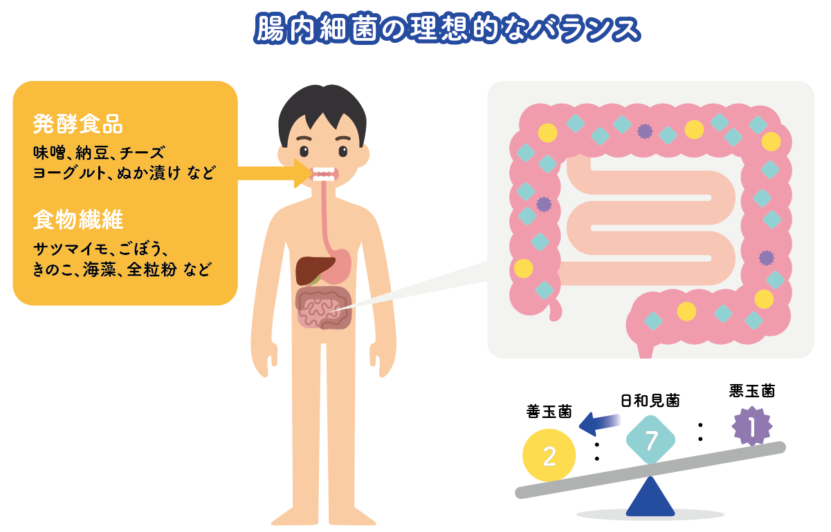 腸内細菌について